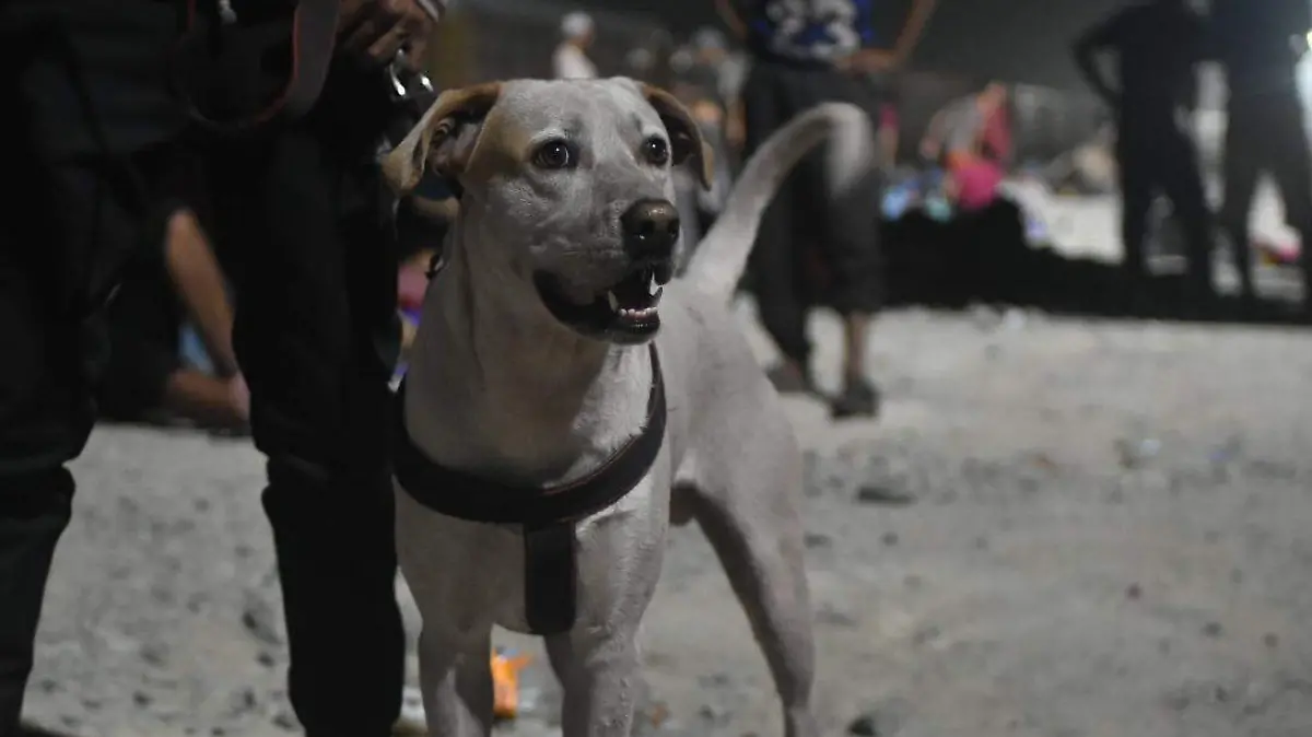 Perro migrante